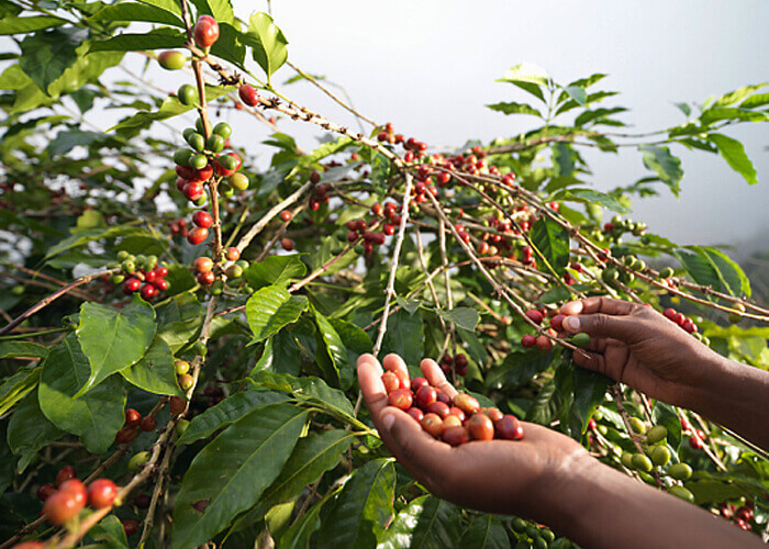 MKC Coffee Manufacturing Process